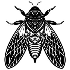 cicada isolated on white