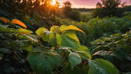 Poster - A close-up of dew-kissed leaves at sunrise, highlighting nature's beauty and tranquility.