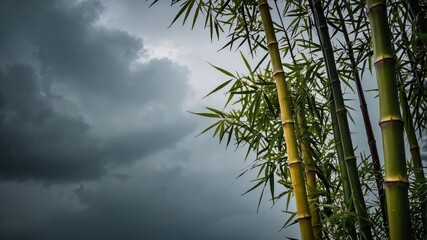Poster - Lush bamboo stalks against a dramatic stormy sky, creating a serene yet moody atmosphere.
