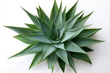 Poster - Close-up view of a healthy agave plant showcasing its vibrant green leaves in a minimalist setting