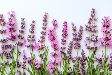 Aufkleber - Lavender flowers arranged beautifully on a white background showcasing various shades and textures