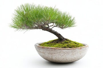 Aufkleber - Beautiful bonsai tree showcasing intricate branch structure and vivid green needles in a minimalistic pot setting