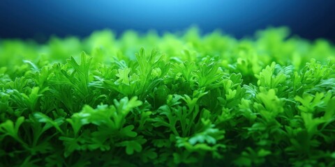 Aufkleber - Lush Green Foliage Close Up Vibrant Nature Spring Plants Greenery Background Texture