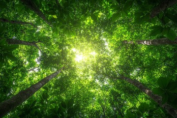 Poster - Sunlight filters through a lush green canopy in a dense forest showcasing nature's beauty and tranquility