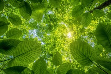 Poster - Sunlight filters through green leaves in a lush forest during a tranquil summer day