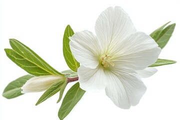 Poster - White hibiscus flower with green leaves and a bud against a clean background in a close-up view