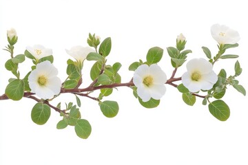 Poster - Beautiful branch with delicate white flowers and green leaves against a neutral background in spring season