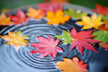 Poster - Colorful autumn leaves floating on calm water create a serene nature scene in a peaceful garden setting