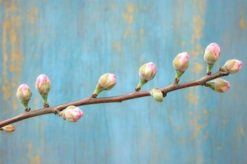 Poster - Blossoming cherry blossom buds on a branch against a textured blue background during springtime