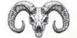 © gelas - Ram Skull Illustration