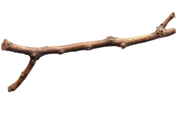 Poster - A single brown twig with a small branch extending from the left side laying on a muted gray background