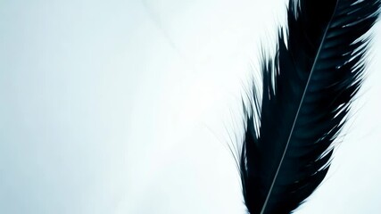 Poster - A feather is shown in black and white. The feather is long and thin