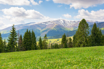 Wall Mural - landscape with coniferous forest on a green alpine meadow in spring. nature environment. carpathian 