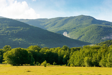 Wall Mural - grassy meadow among beech forest on the hill. lush woodland. mountainous landscape of ukraine in sum