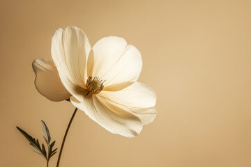 Poster - A delicate white flower capturing simplicity and beauty, symbolizing purity and grace against a neutral background.