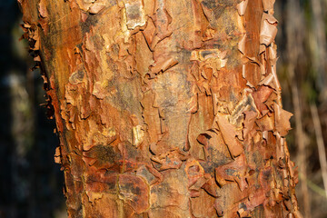 Wall Mural - acer griseum tree bark texture, which is commonly known as paperbark maple, gardening stock photo im