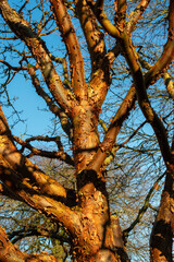 Wall Mural - acer griseum winter tree bark texture, which is commonly known as paperbark maple, gardening stock p