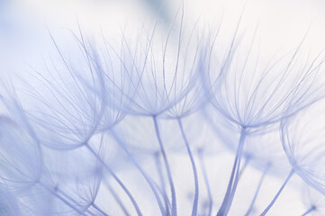 Wall Mural - close up dandelion on pastel background, gentle abstract art macro, banner