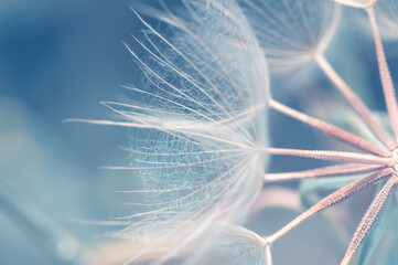 Wall Mural - close-up dandelion on blue background, beautiful abstract art macro