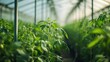 © Nadiatul - Management equipment industrial greenhouse to grow tomatoes