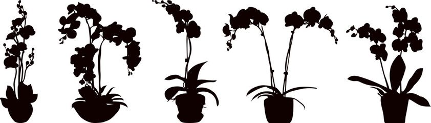 Wall Mural - orchid silhouette on white background, vector