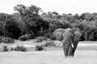 © Mint Images - Elephant, Loxodonta africana, a black and white image of a bull walking.