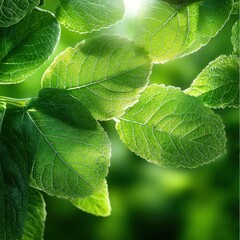 Poster - A leafy green plant with a bright sun shining on it