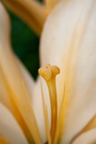 Macro photo of a pistil of an yellow lily in the garden