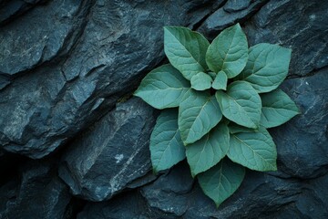 Poster - Green leaves growing from dark rock surface in a natural setting during daylight hours