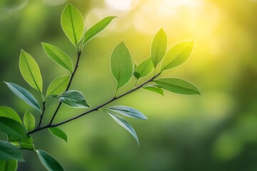 Fototapete - Fresh green leaves on a branch illuminated by soft sunlight in a tranquil natural setting during the afternoon
