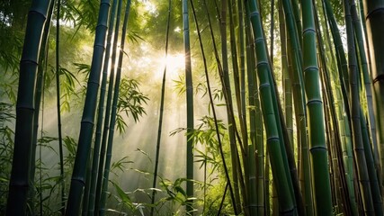 Poster - A serene bamboo forest with sunlight streaming through the trees.