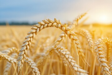 Poster - Golden wheat field at sunset under a clear sky showcasing nature's beauty in a rural landscape