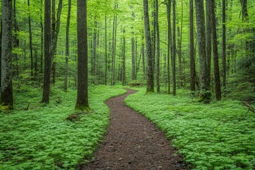Poster - Winding pathway through lush green forest in springtime sunlight