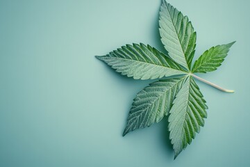 Poster - Cannabis leaf resting on a pastel surface creating a serene natural atmosphere in soft lighting