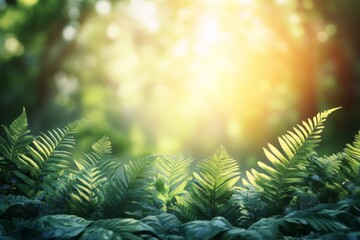 Poster - Sunlight filters through lush ferns in a serene forest setting during the early morning hours