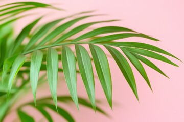 Poster - Vibrant green palm leaf against a soft pink background showcasing natural beauty