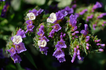 purple statice is a garden plant in bloom
