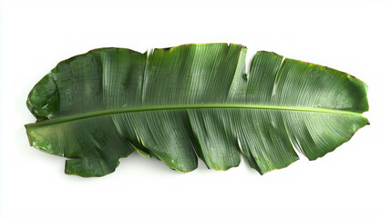 Poster - Realistic banana leaf with torn edge on white background for nature design
