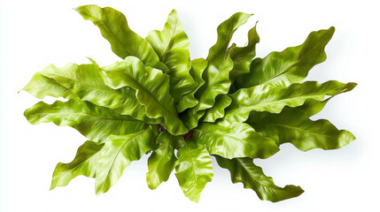 Poster - Realistic bird's nest fern leaf detail for botanical design and nature decor