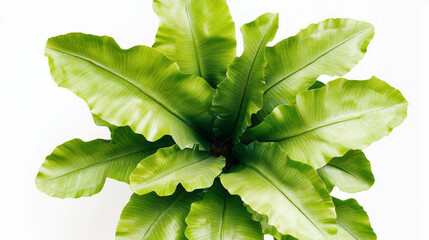 Poster - Realistic birds nest fern leaf for natural decor or botanical design