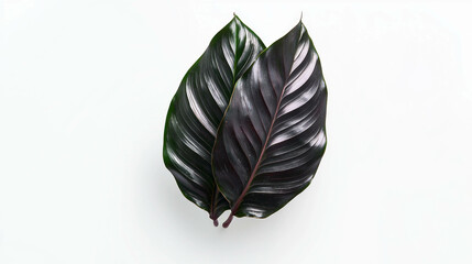 Aufkleber - Realistic calathea leaf with high contrast detailing