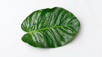 Poster - Realistic green elephant ear leaf with water droplets for nature and botanical design