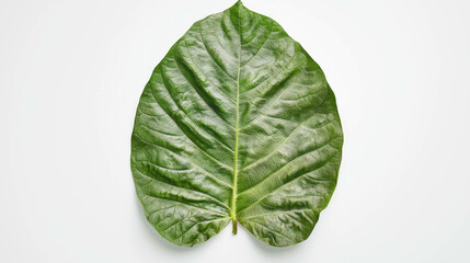 Poster - Realistic elephant ear leaf on white background for botanical design projects