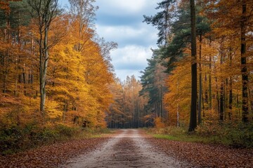 Poster - Vibrant autumn forest path surrounded by colorful foliage in the heart of nature