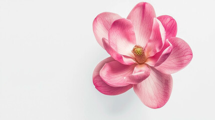 Poster - Realistic pink magnolia blossom on white background for floral art and design