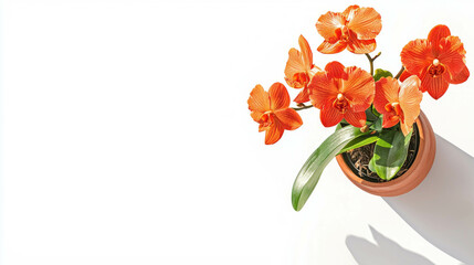 Poster - Vibrant orange orchid in terracotta pot on sunny surface