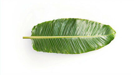 Poster - Realistic palm leaf with frayed end on white background for nature design