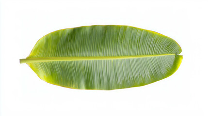 Poster - Vibrant tropical palm leaf with fan shape for natural design