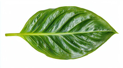 Poster - Realistic philodendron leaf on white background for botanical design and nature projects