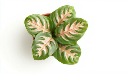 Poster - Close-up of vibrant prayer plant leaf with detailed patterns for nature decor